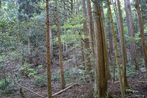 やまはだ やまはだ